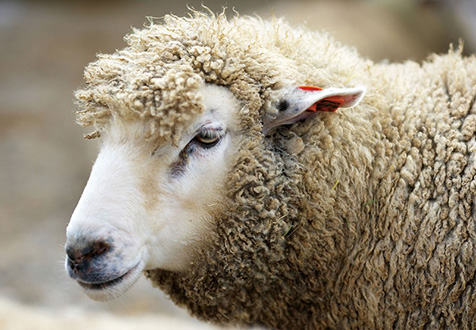 天然素材 羊の写真