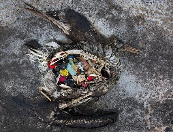 お腹にプラスチックがたくさん入った海鳥の死骸